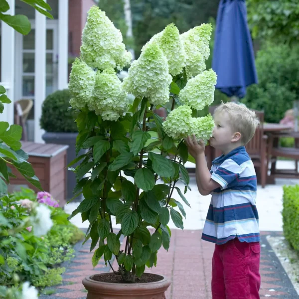 skaraina-hortenzija-hydrangea-paniculata-magical-moonlight-6 skaraina hortenzija hydrangea paniculata magical moonlight