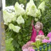 skaraina-hortenzija-hydrangea-paniculata-magical-moonlight-7 skaraina hortenzija hydrangea paniculata magical moonlight