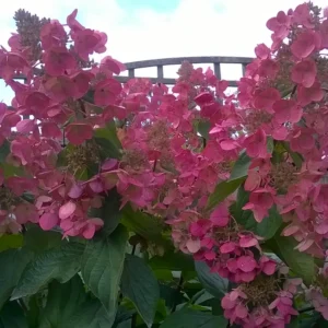 skaraina hortenzija hydrangea paniculata mega mindy