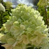 skaraina-hortenzija-hydrangea-paniculata-mega-pearl-1 skaraina hortenzija hydrangea paniculata mega pearl