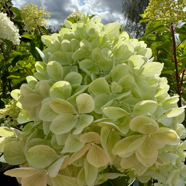 skaraina-hortenzija-hydrangea-paniculata-mega-pearl-1 skaraina hortenzija hydrangea paniculata mega pearl