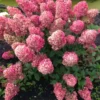 skaraina-hortenzija-hydrangea-paniculata-mega-pearl-2 skaraina hortenzija hydrangea paniculata mega pearl