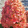 skaraina-hortenzija-hydrangea-paniculata-mega-pearl-3 skaraina hortenzija hydrangea paniculata mega pearl
