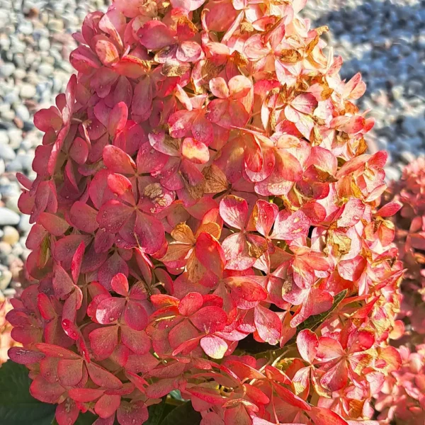 skaraina-hortenzija-hydrangea-paniculata-mega-pearl-3 skaraina hortenzija hydrangea paniculata mega pearl