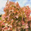 skaraina hortenzija hydrangea paniculata mettalica