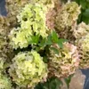 skaraina hortenzija hydrangea paniculata mettalica
