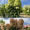 skaraina hortenzija hydrangea paniculata mettalica