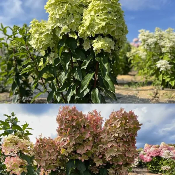 skaraina hortenzija hydrangea paniculata mettalica