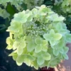 skaraina hortenzija hydrangea paniculata mettalica