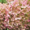 skaraina hortenzija hydrangea paniculata mettalica