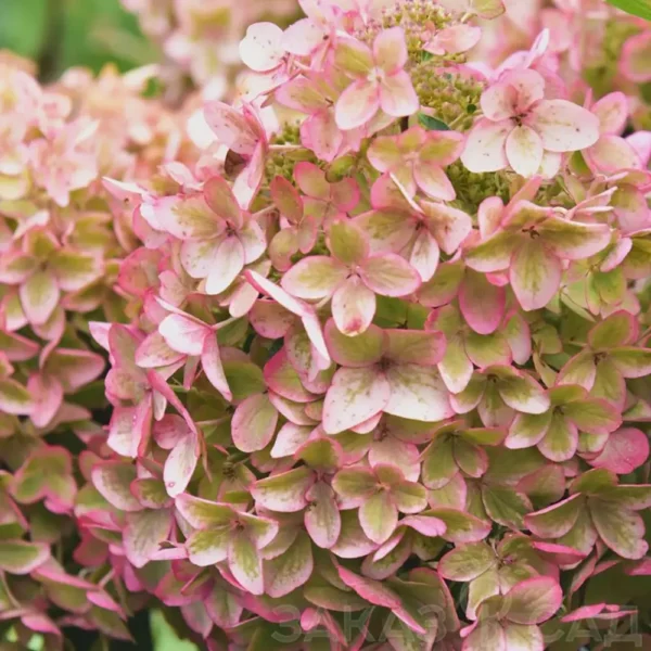 skaraina hortenzija hydrangea paniculata mettalica