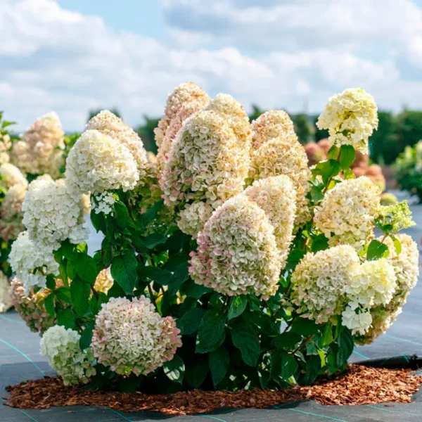 skaraina hortenzija hydrangea paniculata mettalica
