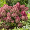 skaraina hortenzija hydrangea paniculata petite star