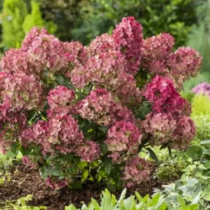 skaraina-hortenzija-hydrangea-paniculata-petite-star-1 skaraina hortenzija hydrangea paniculata petite star