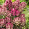 skaraina hortenzija hydrangea paniculata petite star
