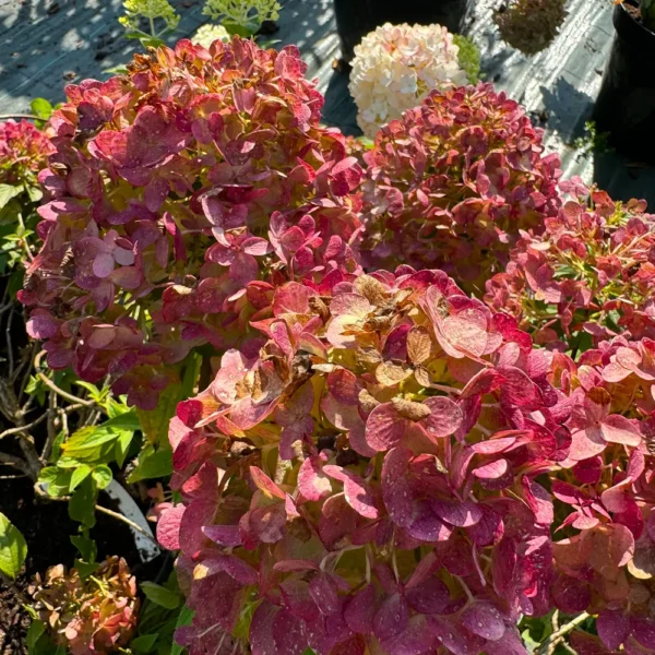 skaraina hortenzija hydrangea paniculata petite star