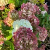 skaraina hortenzija hydrangea paniculata petite star
