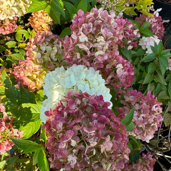 skaraina hortenzija hydrangea paniculata petite star