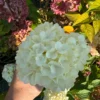 skaraina hortenzija hydrangea paniculata petite star