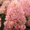 skaraina hortenzija hydrangea paniculata pinklight