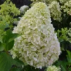 skaraina hortenzija hydrangea paniculata pinklight