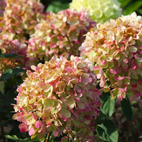 skaraina hortenzija hydrangea paniculata pinklight
