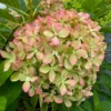 skaraina hortenzija hydrangea paniculata pixio