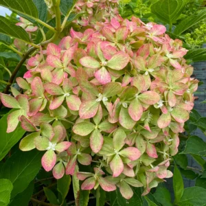 skaraina hortenzija hydrangea paniculata pixio