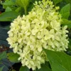 skaraina hortenzija hydrangea paniculata pixio
