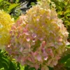 skaraina hortenzija hydrangea paniculata pixio