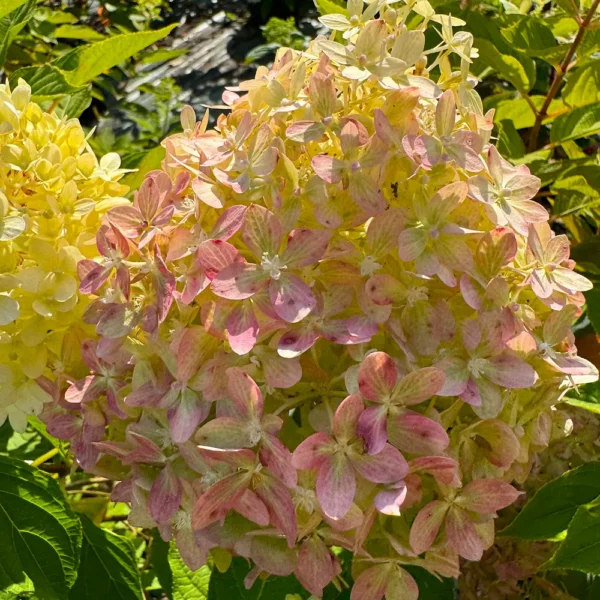 skaraina hortenzija hydrangea paniculata pixio
