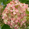 skaraina hortenzija hydrangea paniculata pixio