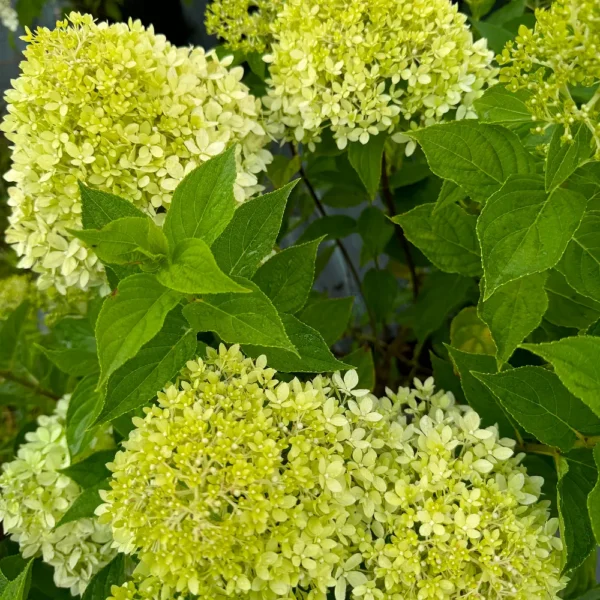 skaraina hortenzija hydrangea paniculata pixio
