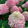 skaraina hortenzija hydrangea paniculata pixio