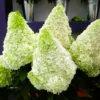 skaraina hortenzija hydrangea paniculata polar bear