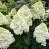 skaraina hortenzija hydrangea paniculata polar bear