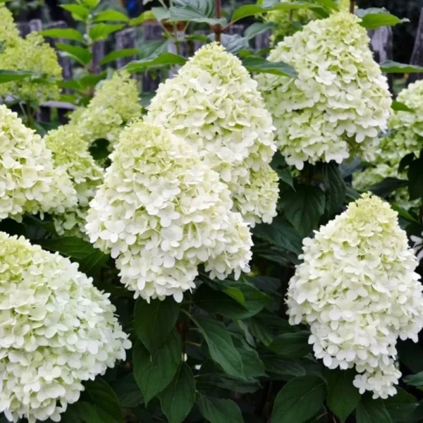 skaraina hortenzija hydrangea paniculata polar bear