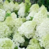 skaraina hortenzija hydrangea paniculata polar bear