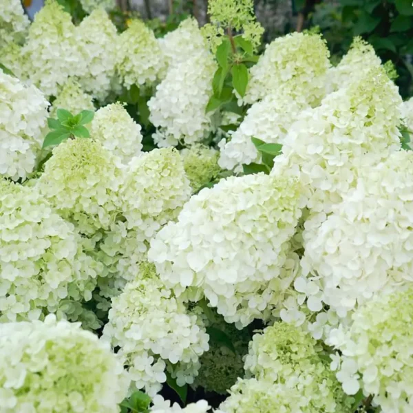 skaraina hortenzija hydrangea paniculata polar bear