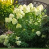 skaraina hortenzija hydrangea paniculata polar bear