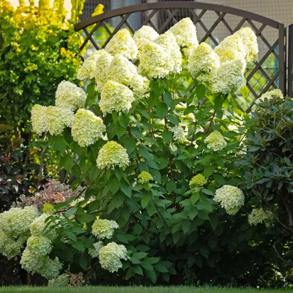 skaraina hortenzija hydrangea paniculata polar bear