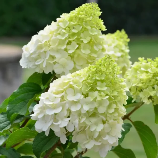 skaraina hortenzija hydrangea paniculata polar bear