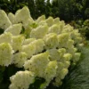 skaraina hortenzija hydrangea paniculata polar bear