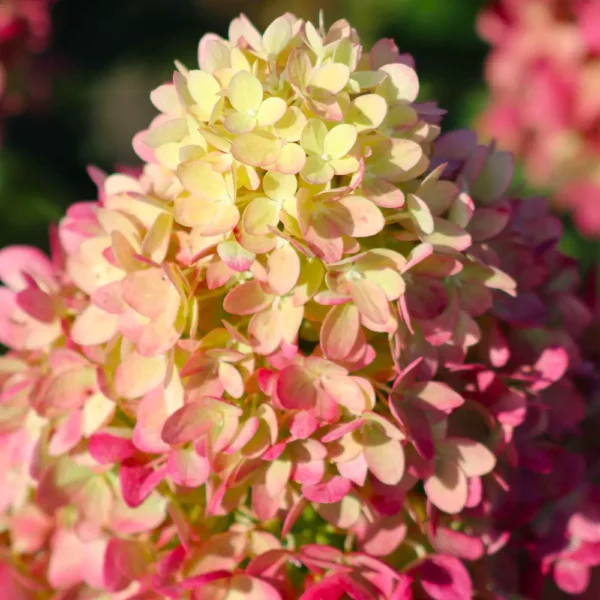 skaraina hortenzija hydrangea paniculata redlight