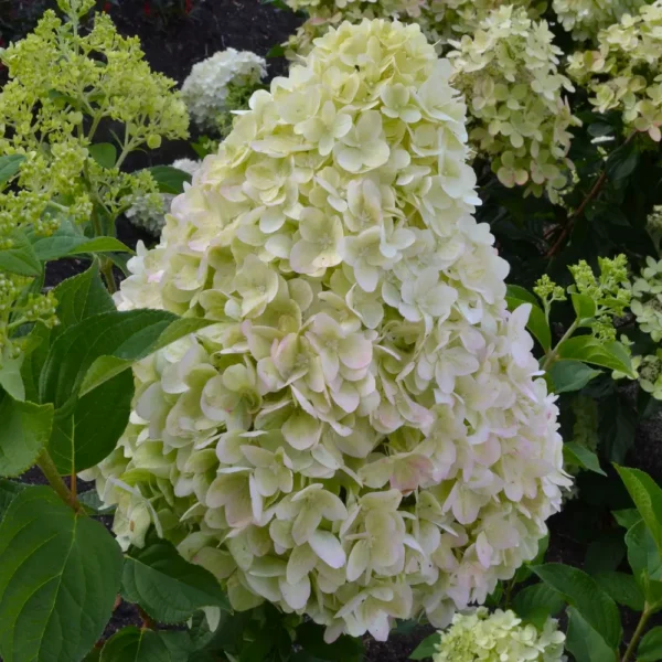 skaraina hortenzija hydrangea paniculata redlight