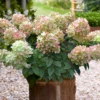 skaraina hortenzija hydrangea paniculata redlight