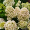 skaraina-hortenzija-hydrangea-paniculata-skyfall-1 skaraina hortenzija hydrangea paniculata skyfall