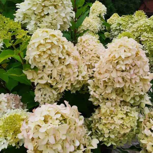skaraina-hortenzija-hydrangea-paniculata-skyfall-1 skaraina hortenzija hydrangea paniculata skyfall
