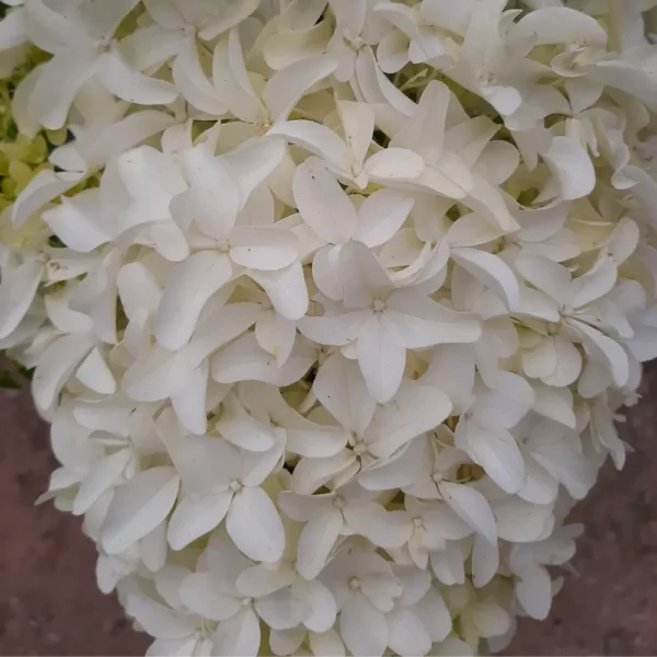 skaraina-hortenzija-hydrangea-paniculata-skyfall-2 skaraina hortenzija hydrangea paniculata skyfall