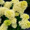 skaraina-hortenzija-hydrangea-paniculata-skyfall-3 skaraina hortenzija hydrangea paniculata skyfall